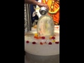 Crystal Shiva Lingam Abhishekam