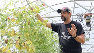 This TOMATO HACK will save you 6 weeks!