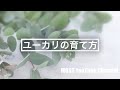 ユーカリの育て方