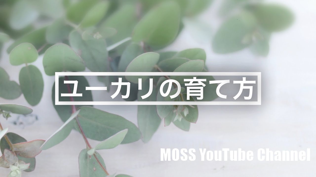 ユーカリの育て方 Youtube