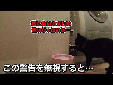 ご飯がお皿に無いと知らせてくる、黒猫ビター(面白い&可愛い猫)