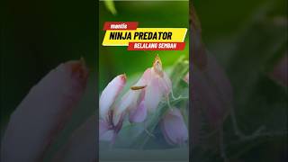 Ninja Predator Dunia Serangga shorts belalangsembah mantis faktamenarik hewanunik