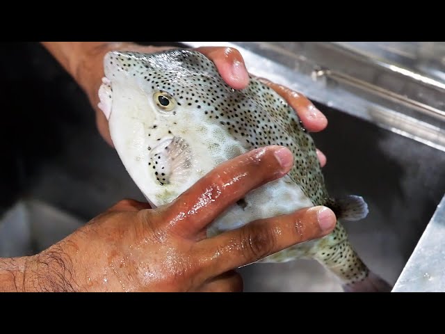 POISONOUS BOXFISH Vietnamese Food Hang Duong Quan