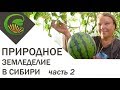 Природное земледелие в Сибири  Часть 2