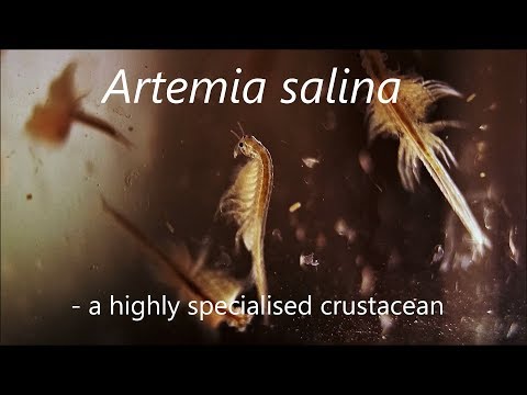 Artemia salina - a highly specialised crustacean