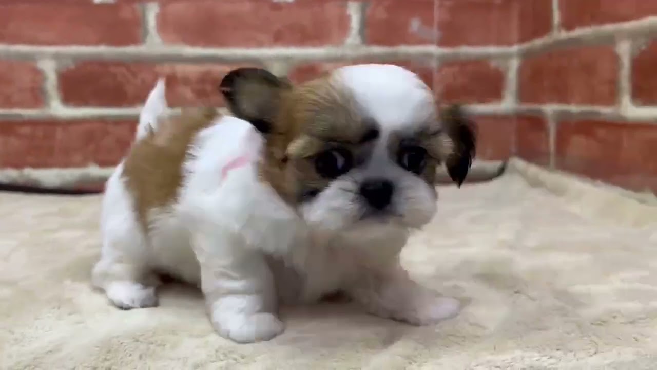 まぁくんのペットちゃんねる1104040コーキング まぁくんのペットちゃんねる1104040コーキング ペットショップ