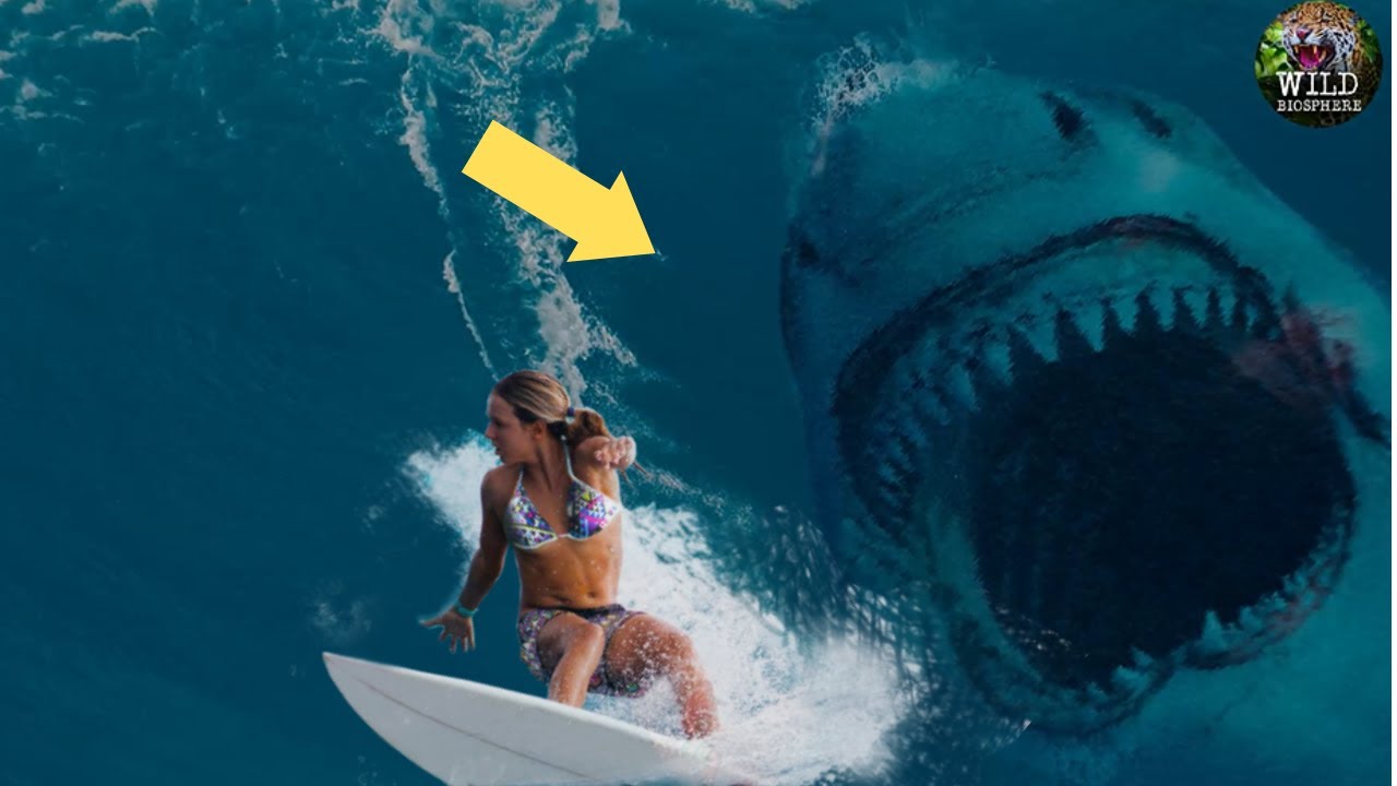 How Dangerous was the Megalodon Shark? | Wild Biosphere