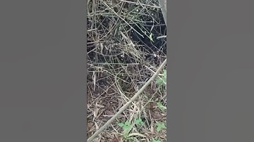 Đi bẫy những con chuột trên cây || Trap mice on trees #shorts