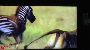 những cú đá mãnh liệt của ngựa vằn