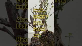 Umculo engiwuthole ku-YouTube 🌿 | Usuku 476 | Zen Bonsai 🇯🇵,#Umculo, #Umhlaba,#Ilanga,#Inyanga