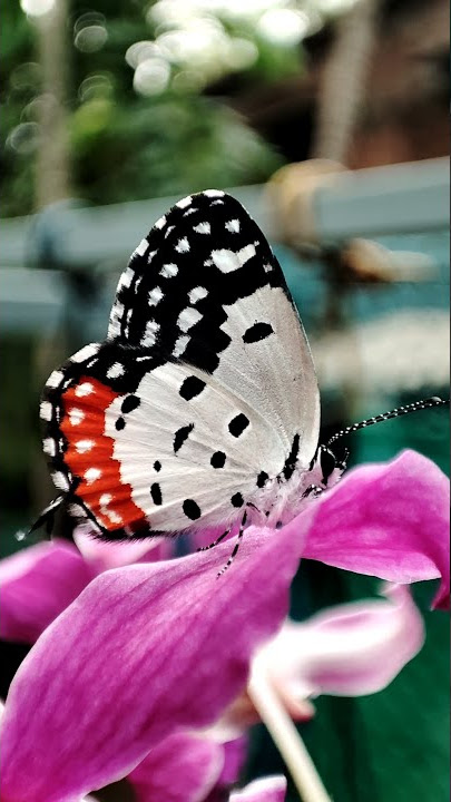 Cute little  butterfly 🦋🦋🦋  #butterfly #nature #relaxing   #satisfying  #cute #shorts
