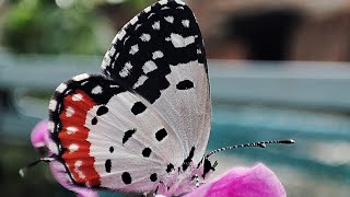 Cute little  butterfly 🦋🦋🦋  #butterfly #nature #relaxing   #satisfying  #cute #shorts