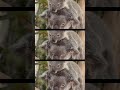 Rescued koala acts as surrogate mother