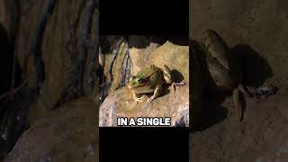 FROGS Jump How Far?? 🐸
