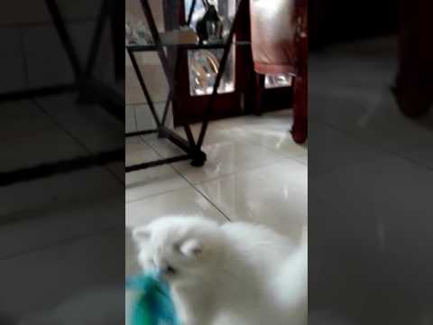 kucing anggora putih lucu