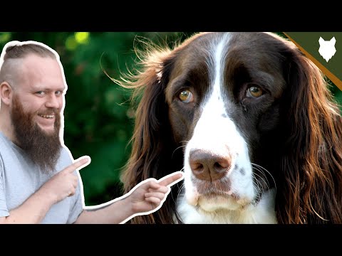 Vídeo: Springer Spaniel Inglês Dog Breed Hypoallergenic, Health And Life Span