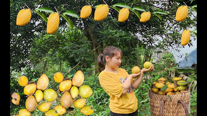 What do you call this fruit? My hometown calls it (Le ki ma), let's watch me harvest the fruit -farm - DayDayNews