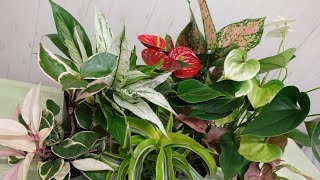 【観葉植物寄せ植え】