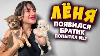 видео: У Лени появился братик. Попытка №2. картинка: У Лени появился братик. Попытка №2.