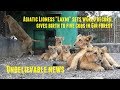 La lionne asiatique laxmi tablit un record du monde et donne naissance  cinq petits dans la fort de gir