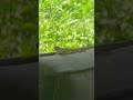#lizard #everythingnature #backyardwildlife #nature #wildlife #lizardwatching