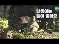 귀여운 토종 남생이, 고향은 우포늪 | Korean native turtle 🐢