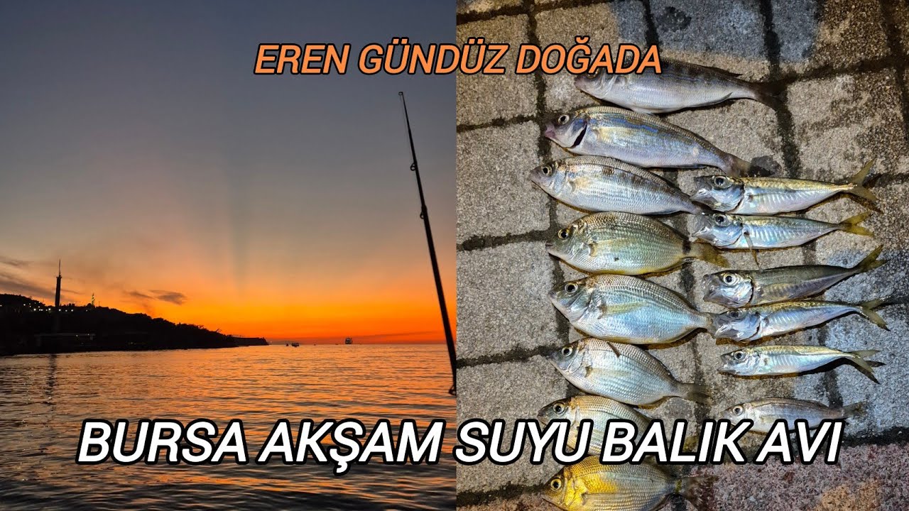 BURSA AKŞAM SUYU BALIK AVI / GEMLİK BALIK AVI / EREN GÜNDÜZ DOĞADA
