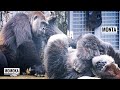 Young Female Gorilla wants the Silverback's attention | Gorilla Couple | Monta & Momoka