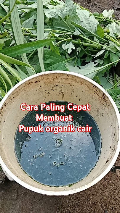 CARA MEMBUAT PUPUK ORGANIK CAIR PALING CEPAT