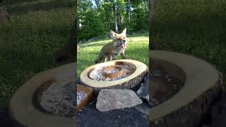 This fox has the happiest chewing! #redfox #nature #birdfeeder #crittercam #critterfeeder