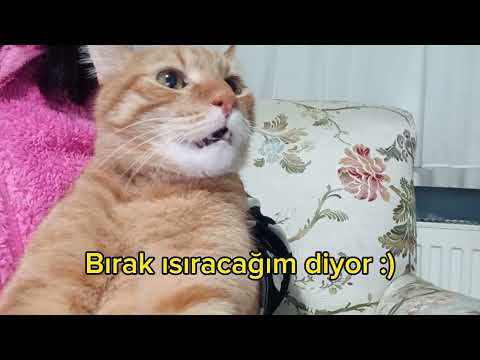 Gerçek Kedi Sesi Kedi Çağırma sesi