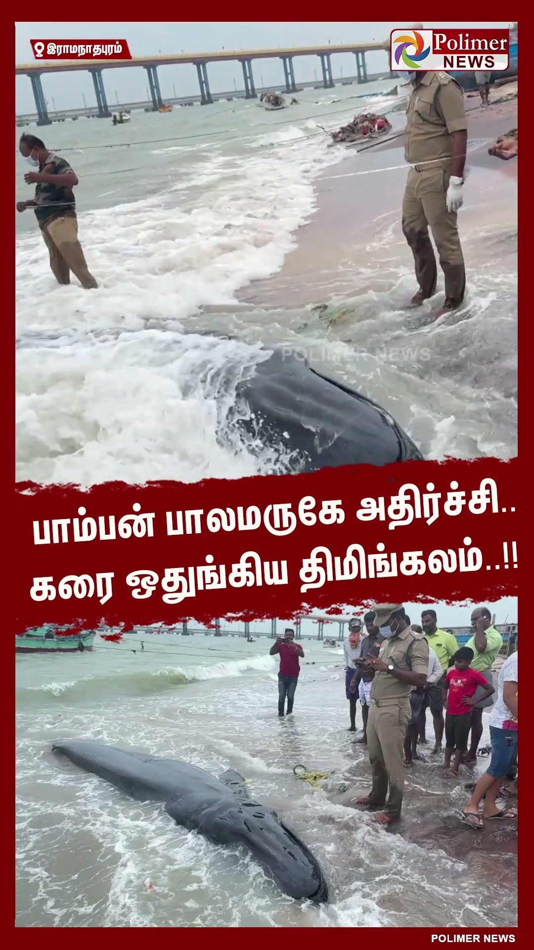 பாம்பன் பாலமருகே அதிர்ச்சி.. கரை ஒதுங்கிய திமிங்கலம்..#shorts