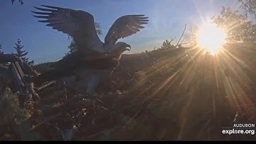 Osprey Intruder harrasses Rachel and Steve at 5:25 am EDT -  Hog Island Osprey Nest 2019 06 09