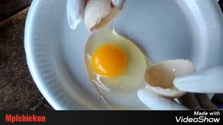 Egg Drop Syndrome (EDS) Soft Shell. https://www.facebook.com/mpfchicken/ screenshot 5