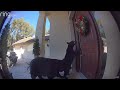 Florida family's doorbell camera catches a pair of BEARS trying to open their front door on Christmas