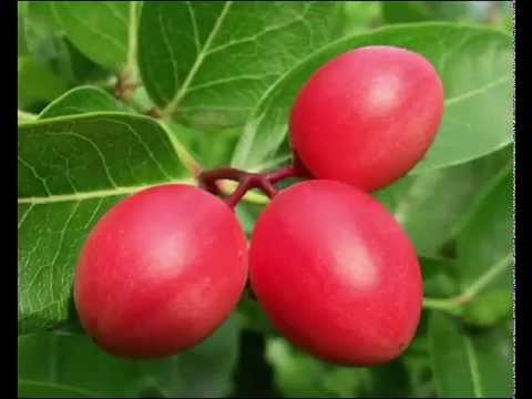 Carissa Fruit Health Benefits