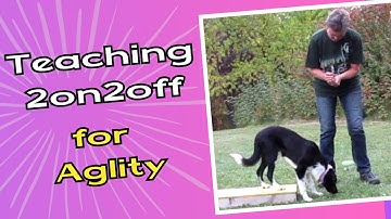 Agility Contact Training: Shaping the 2on2off Position 🐾🐾