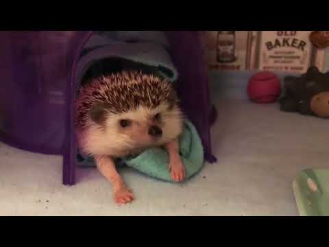 Hedgehog Wakes up From Nap - 986478