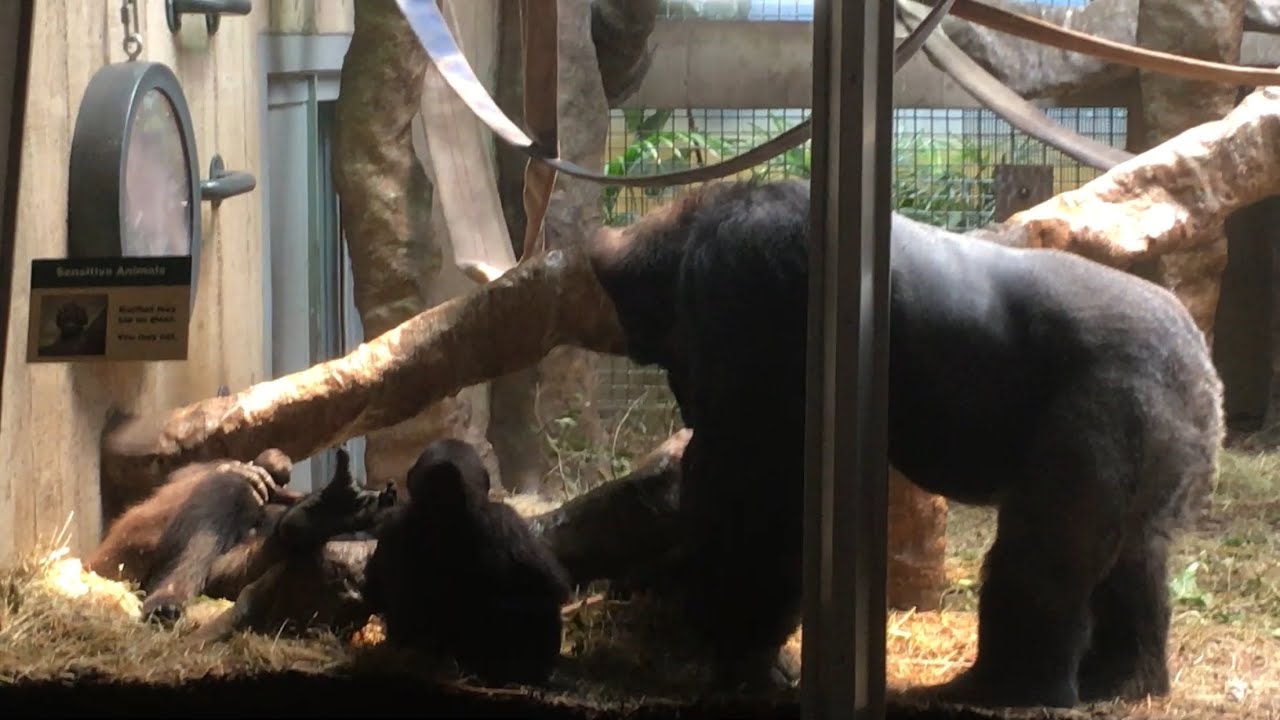 Baby Gorilla at the Cleveland Metroparks Zoo 🦍 YouTube