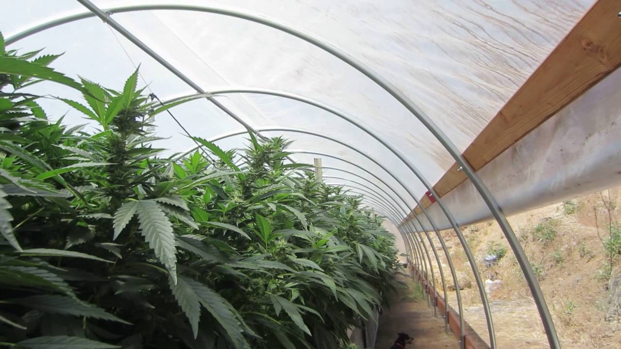 hand embroidery Grow Marijuana: Volunteer Cannabis Seedlings