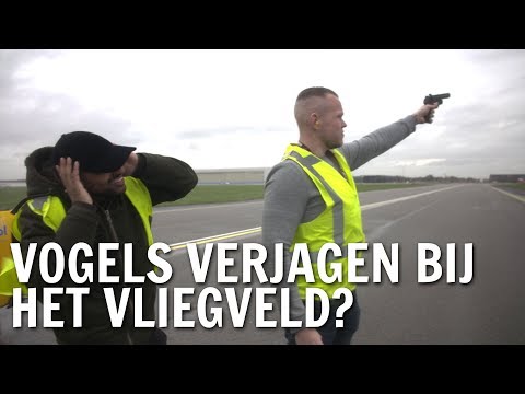 Hoe verjagen ze vogels bij het vliegveld? | De Buitendienst over Trekvogels