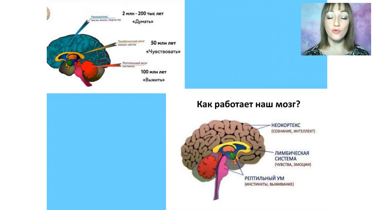 Как функционирует мозг. Как работает мозг. Рептильный мозг человека. Как работает наш мозг. Как работает мозг человека.