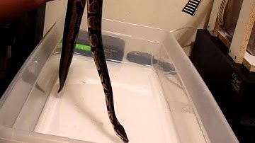 Ball Python update + newest pick up!