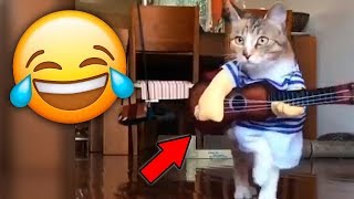 608 Seconds of Funny Cats | Ultimate Cat Compilation 2019