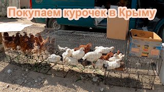 Покупка кур 🐔 в Крыму. Рынок в Старом Крыму