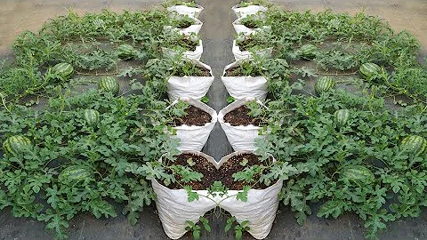 Growing watermelon Hanging Hammock for Beginners, Fruit is Big and sweet