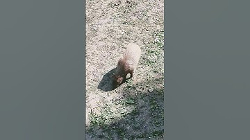 #funny capybara video