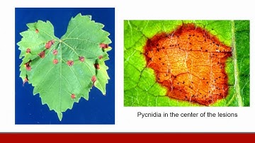 PP5150 Grape Black Rot