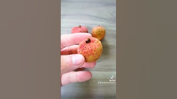 Quả Vải. Nếu phân biệt 2 loại vải này bác quả là người sành ăn #quavai #vaithieulucngan #vaithieu