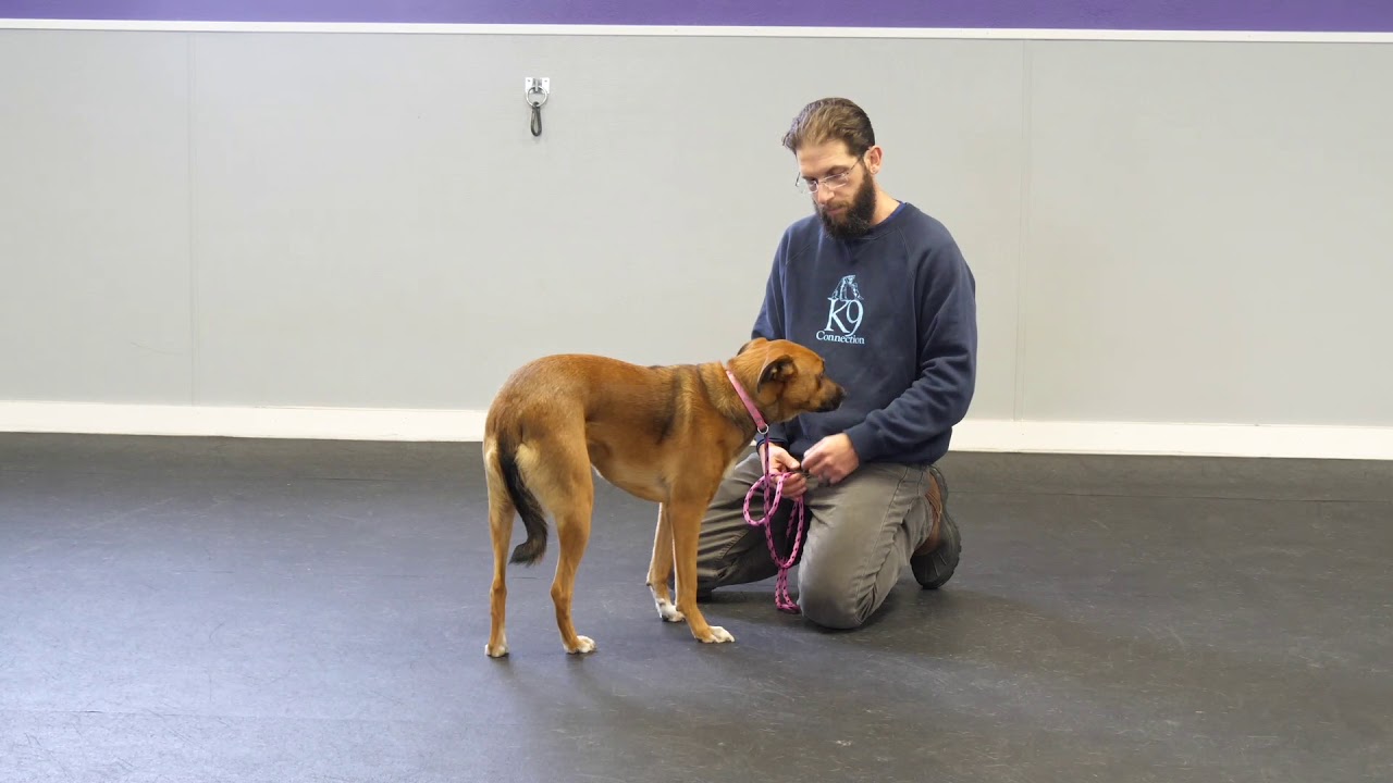 Training A Fear Aggressive Dog